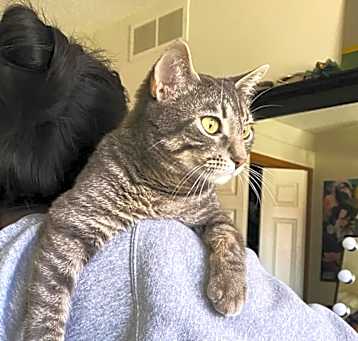 Photo of Kitty