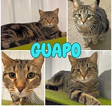 Photo of Guapo