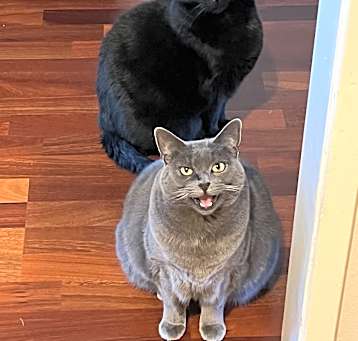 Photo of Tommy and Taily
