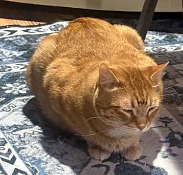 Photo of Milo