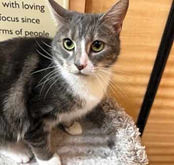 Photo of Olive