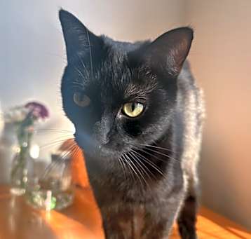 Photo of Marbles
