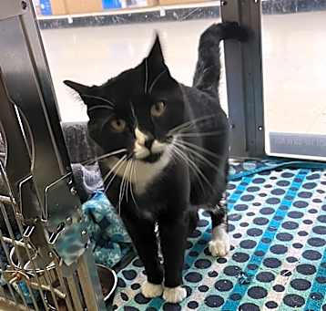 Photo of Pixel