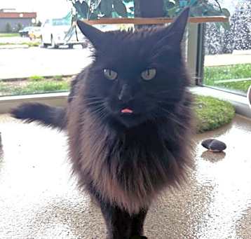 Photo of Binky (in foster)