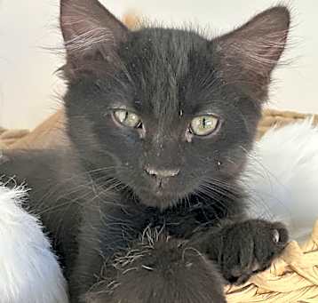 Photo of Raffi