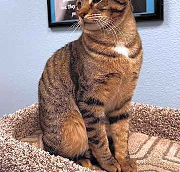 Photo of Asmodeus