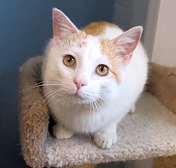Photo of Petey