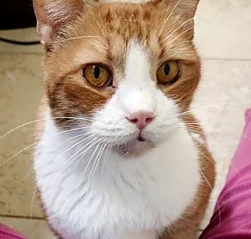 Photo of Pumpkin