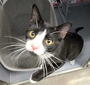 Photo of Sylvester