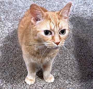 Photo of Zoe - In Foster