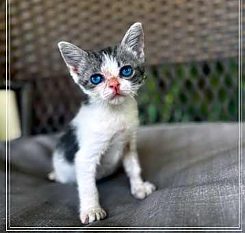 Photo of Mistletwig