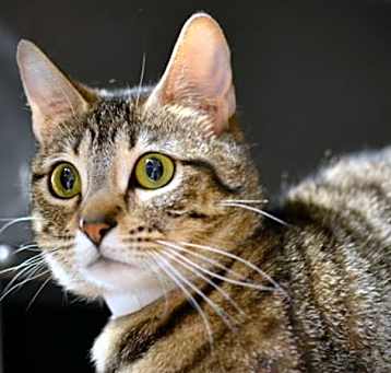 Photo of Posie