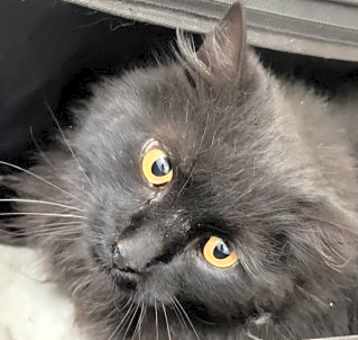 Photo of Kooky