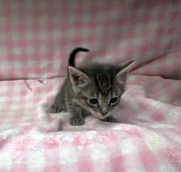 Photo of AMIE