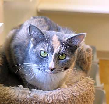 Photo of Layla