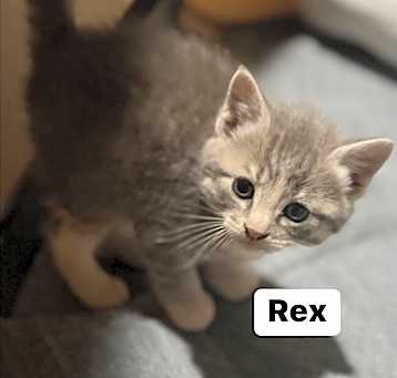 Photo of Rex