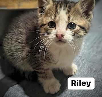 Photo of Riley