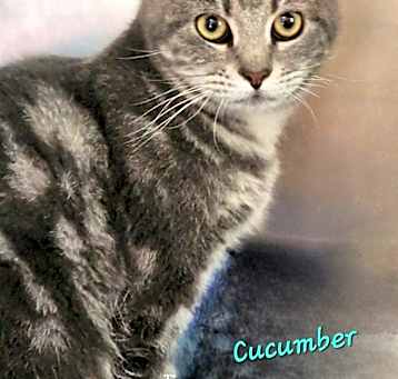 Photo of Cucumber
