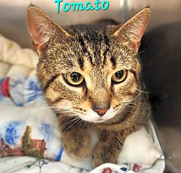Photo of Tomato