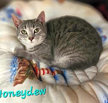 Photo of Honey Dew