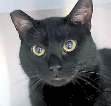 Photo of Mischief