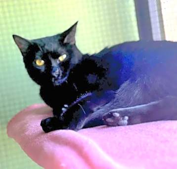 Photo of Raven