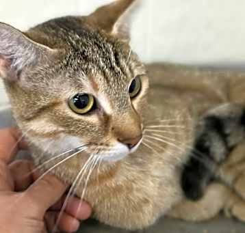 Photo of Savana Cat