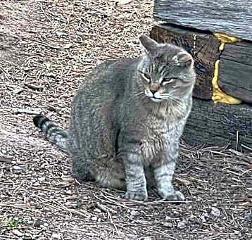 Photo of Barn Cats
