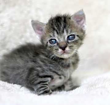 Photo of Lokita