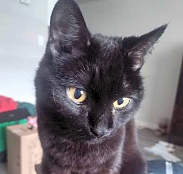 Photo of Loki
