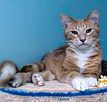Photo of Lenox