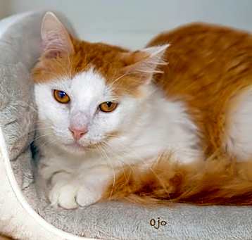 Photo of Ojo