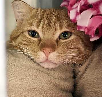 Photo of Cheeto