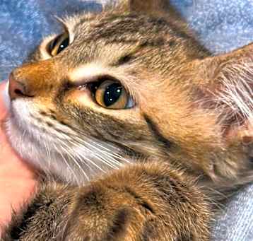 Photo of Toffee