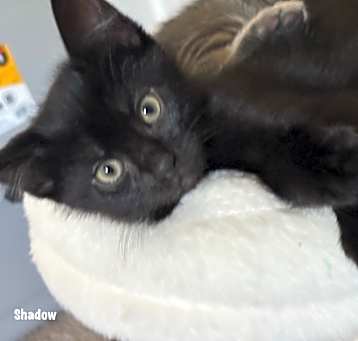 Photo of 32-Shadow in foster