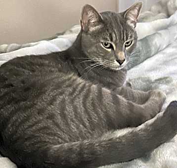 Photo of Socks