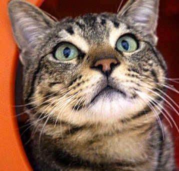 Photo of Wilbur