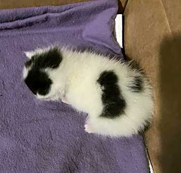 Photo of PIP
