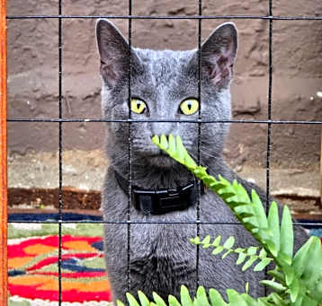 Photo of Lex