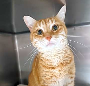Photo of Peanut (Cat Cafe)