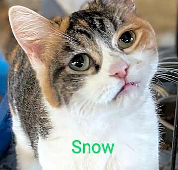 Photo of Snow