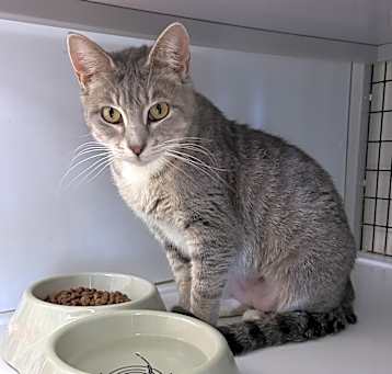 Photo of Tinker