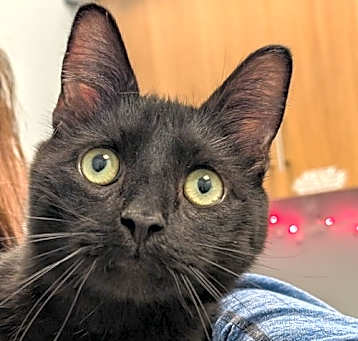 Photo of Binx