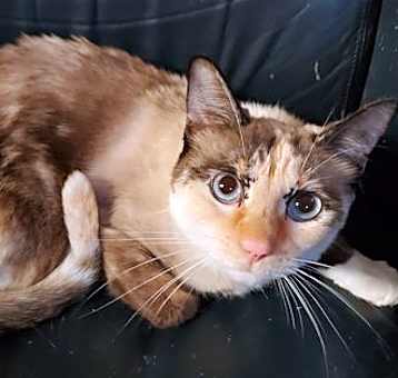 Photo of Celeste