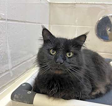Photo of Salem