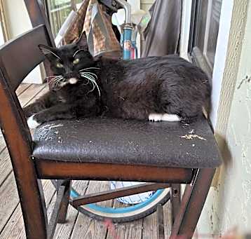 Photo of Luna Lu
