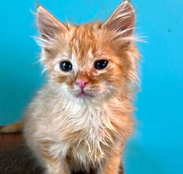 Photo of Soren