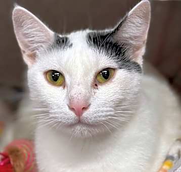 Photo of Cookie
