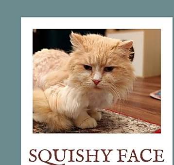 Photo of Squishy Face
