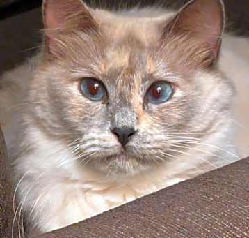 Photo of Jasmine